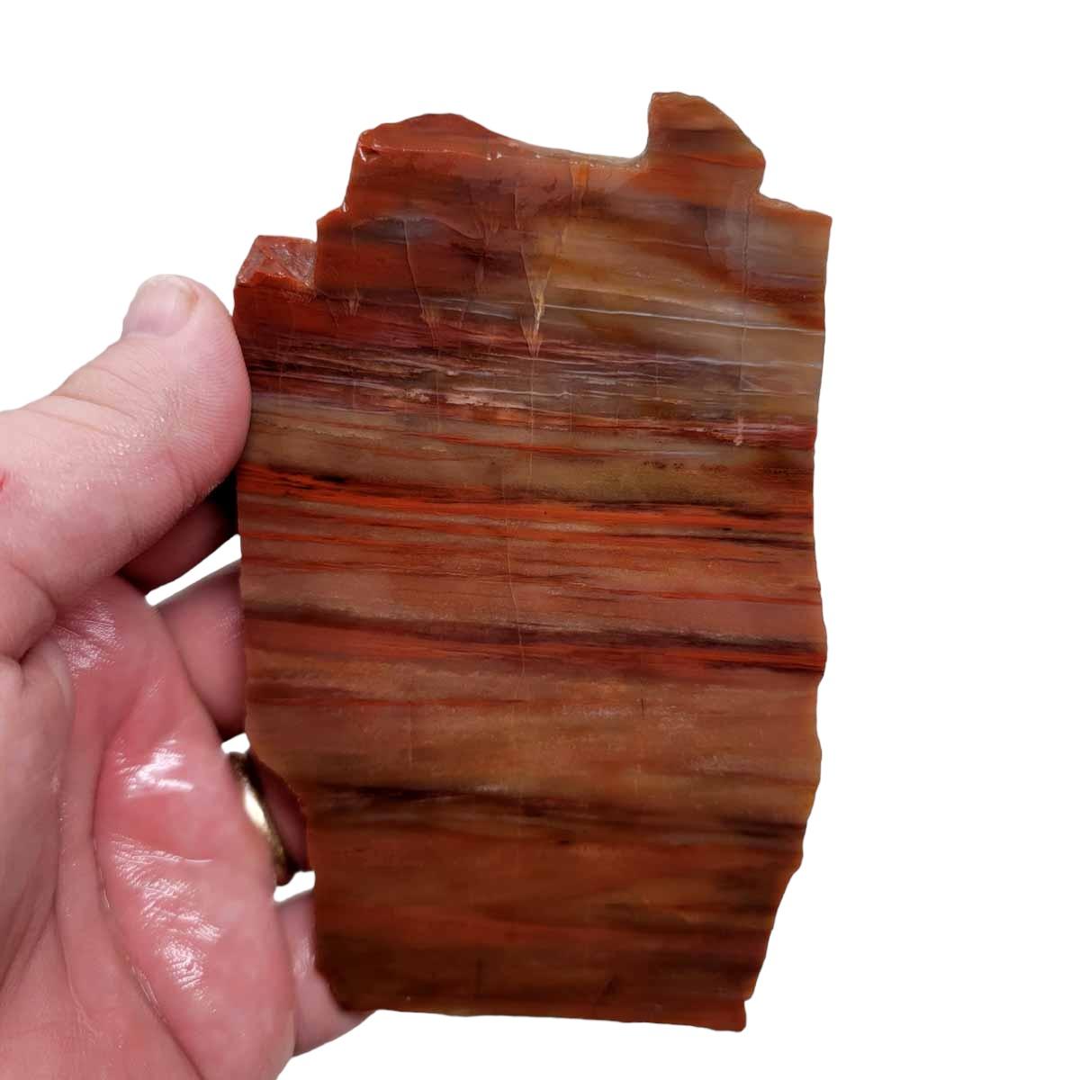 Arizona Rainbow Petrified Wood Slab! Lapidary Stone Slab! - Lapidary Central