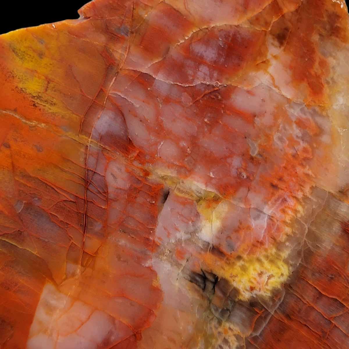 Arizona Rainbow Petrified Wood Slab!  Lapidary Stone Slab! - LapidaryCentral