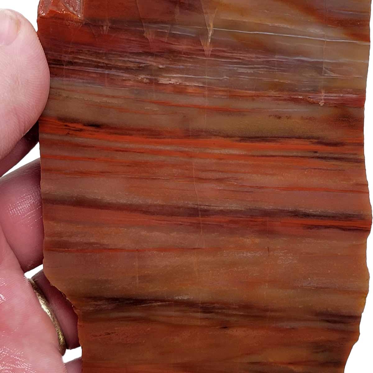 Arizona Rainbow Petrified Wood Slab! Lapidary Stone Slab! - Lapidary Central