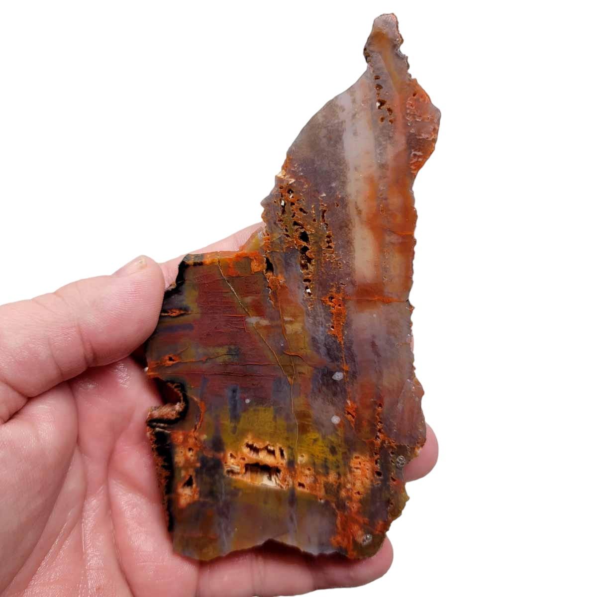 Beautiful. Arizona rainbow agatized store petrified wood slab