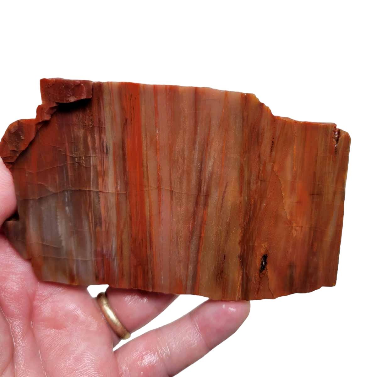 Arizona Rainbow Petrified Wood Slab! Lapidary Stone Slab! - Lapidary Central