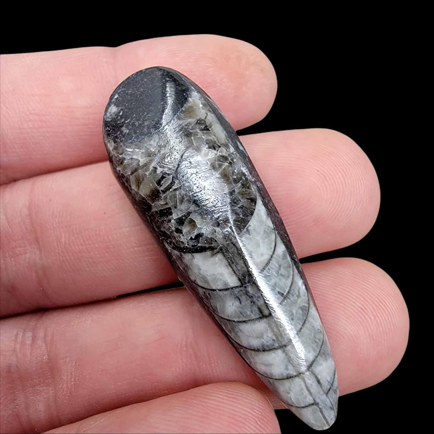 1.5 Inch Polished Fossil Orthoceras Cephalopod from Morocco! - LapidaryCentral