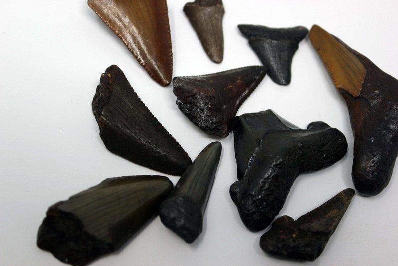 One Small Fossil Carcharocles Auriculatus Shark Tooth! Flordia Fossil! - LapidaryCentral