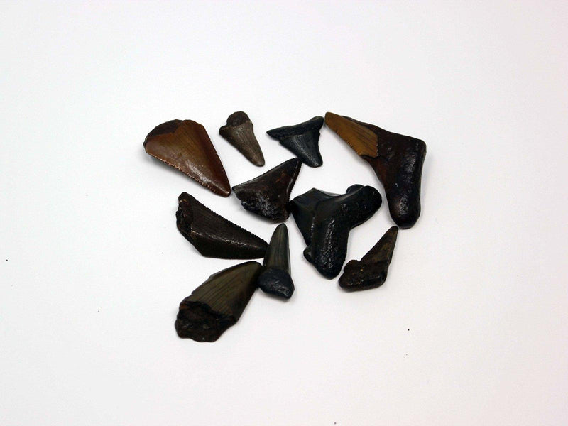 One Small Fossil Carcharocles Auriculatus Shark Tooth! Flordia Fossil! - LapidaryCentral