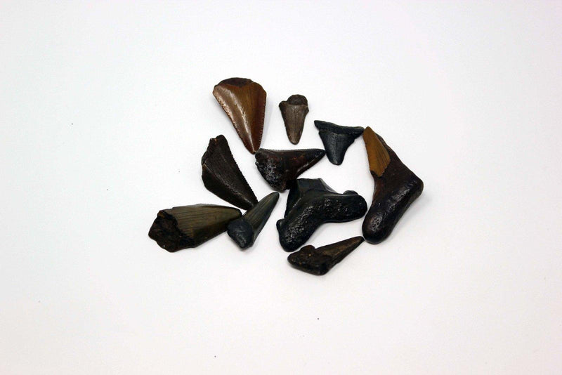One Small Fossil Carcharocles Auriculatus Shark Tooth! Flordia Fossil! - LapidaryCentral