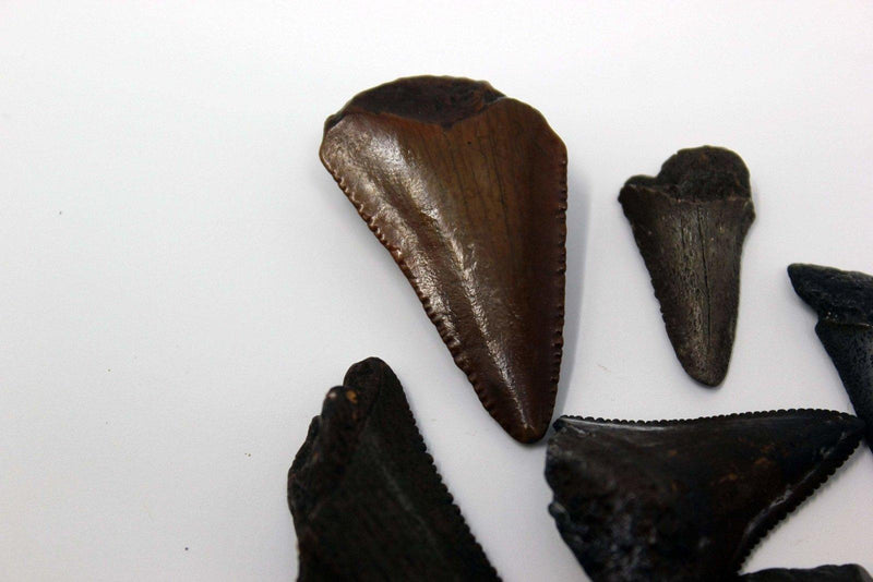 One Small Fossil Carcharocles Auriculatus Shark Tooth! Flordia Fossil! - LapidaryCentral