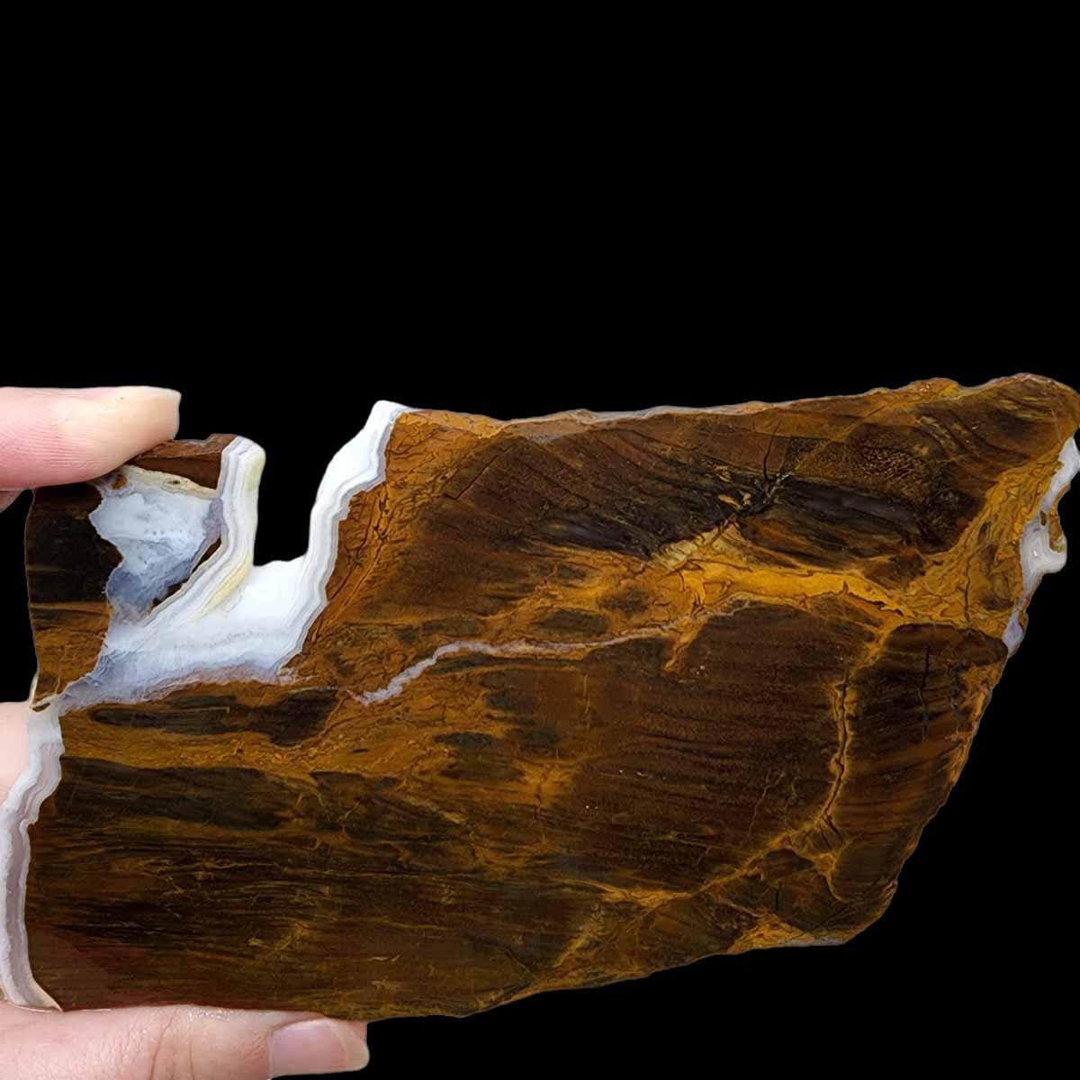 Mystery Estate Petrified Wood Slab!  STUNNING!!!! - LapidaryCentral