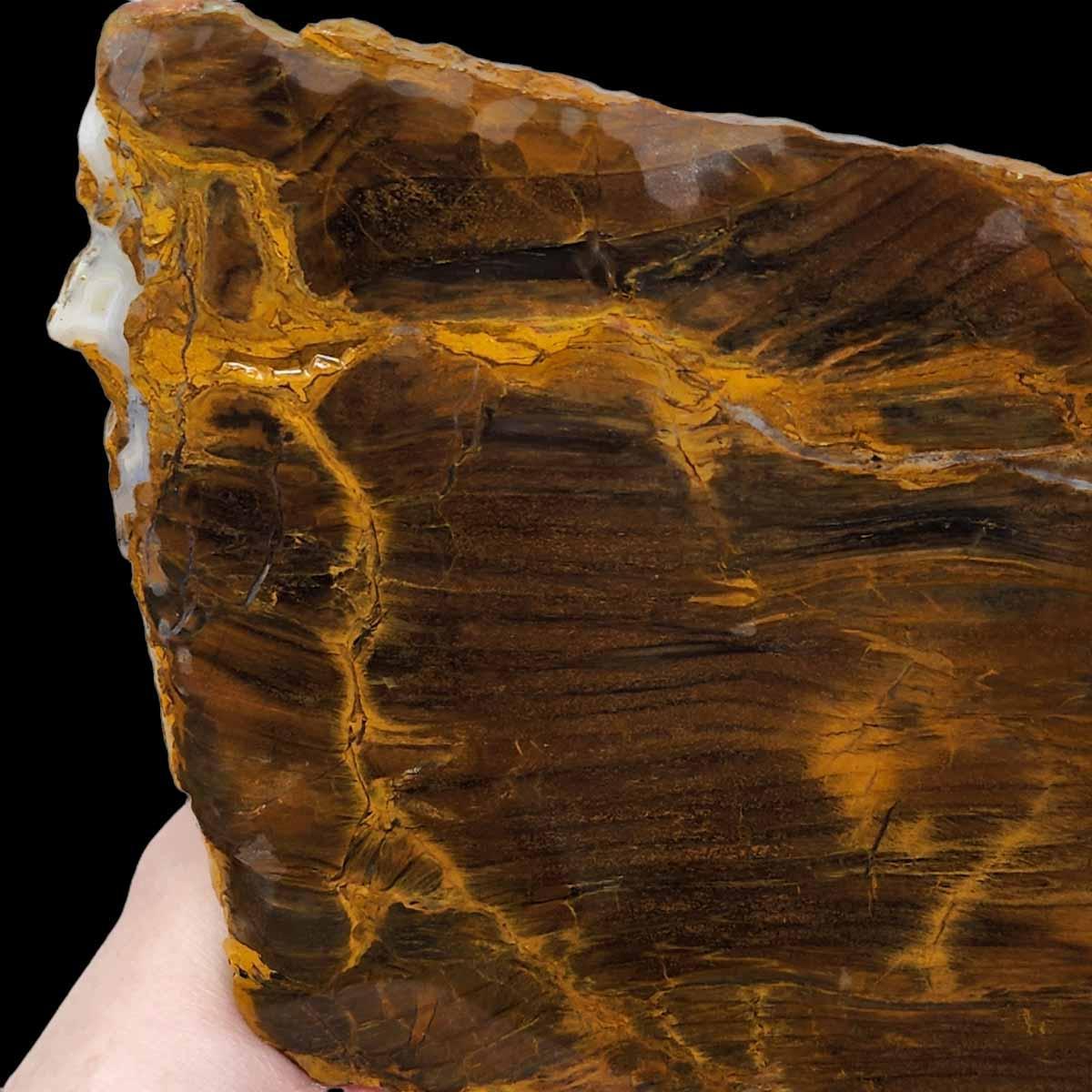 Mystery Estate Petrified Wood Slab!  STUNNING!!!! - LapidaryCentral