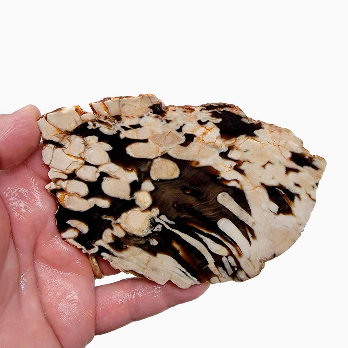 Fossil Peanut Wood Petrified Wood Slab! Lapidary Stone Slab! - Lapidary Central