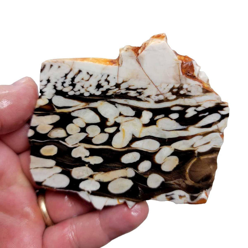 Fossil Peanut Wood Petrified Wood Slab!  Lapidary Stone Slab! - LapidaryCentral