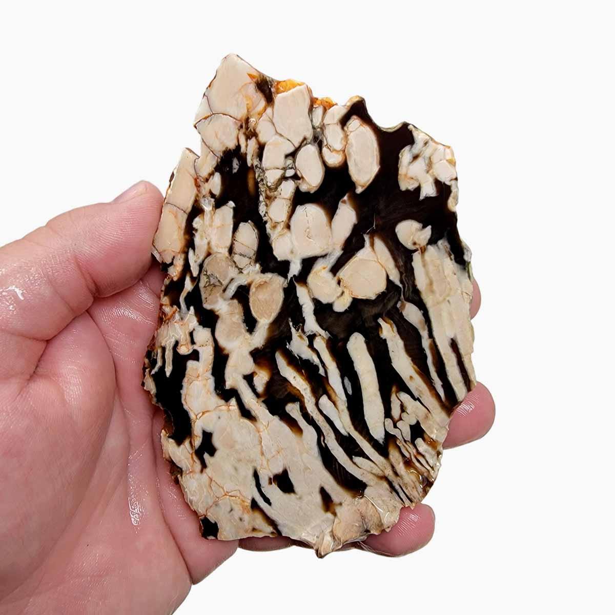 Fossil Peanut Wood Petrified Wood Slab! Lapidary Stone Slab! - Lapidary Central