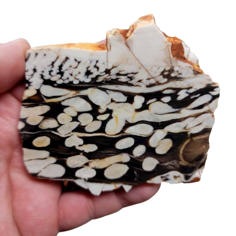 Fossil Peanut Wood Petrified Wood Slab!  Lapidary Stone Slab! - LapidaryCentral