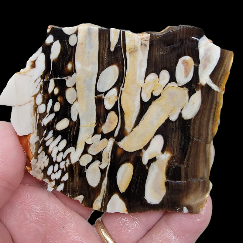 Fossil Peanut Wood Petrified Wood Slab!  Lapidary Stone Slab! - LapidaryCentral