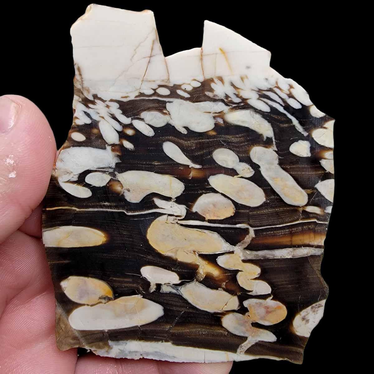 Fossil Peanut Wood Petrified Wood Slab!  Lapidary Stone Slab! - LapidaryCentral