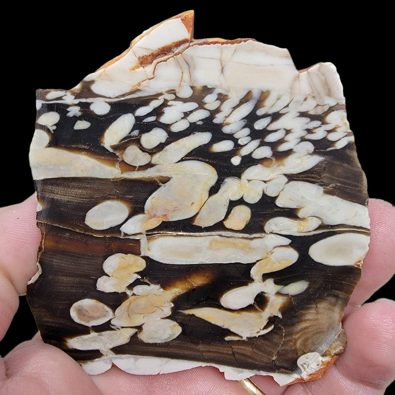 Fossil Peanut Wood Petrified Wood Slab!  Lapidary Stone Slab! - LapidaryCentral