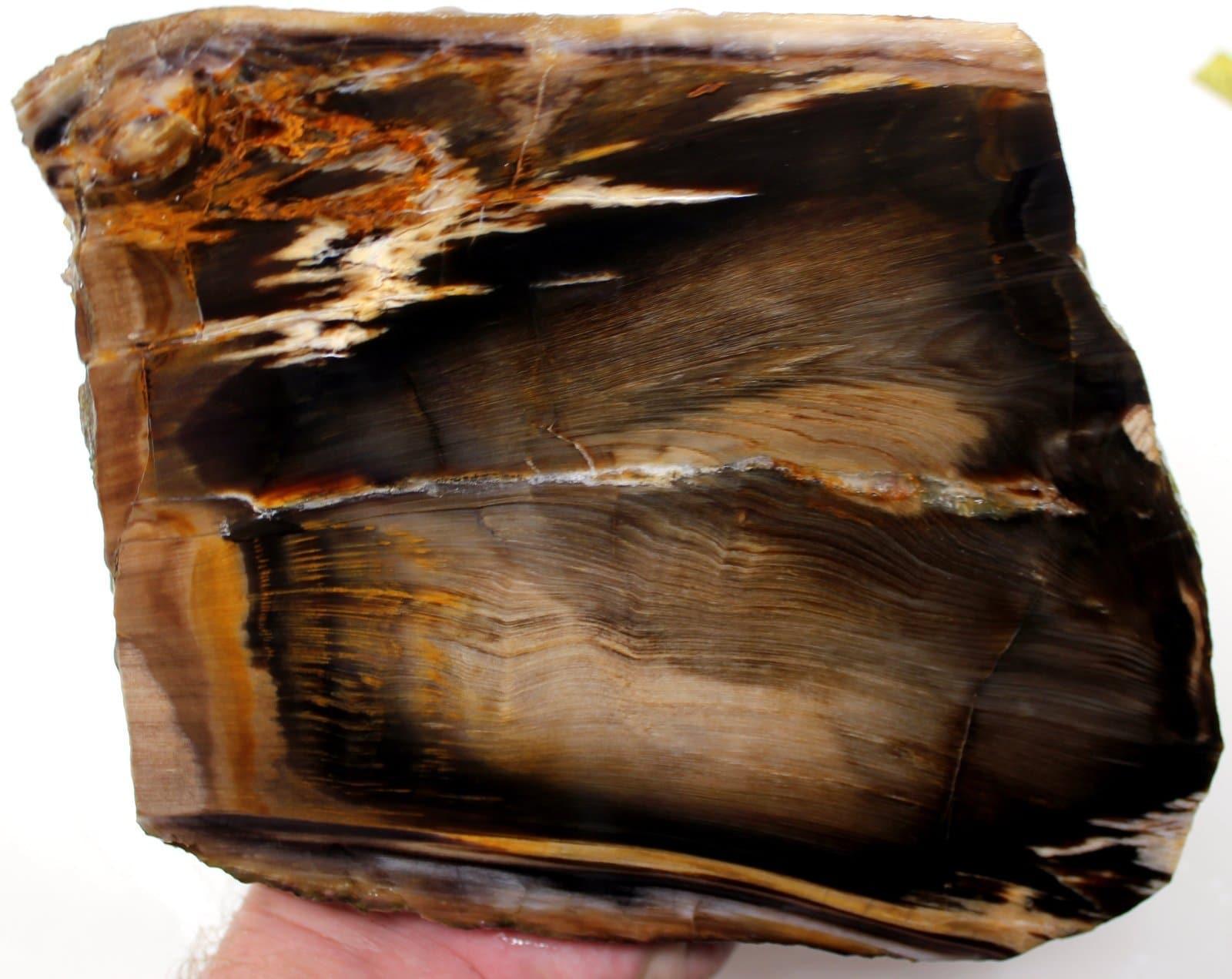 Badger Pocket Petrified Wood Cut and Proven Log! - LapidaryCentral