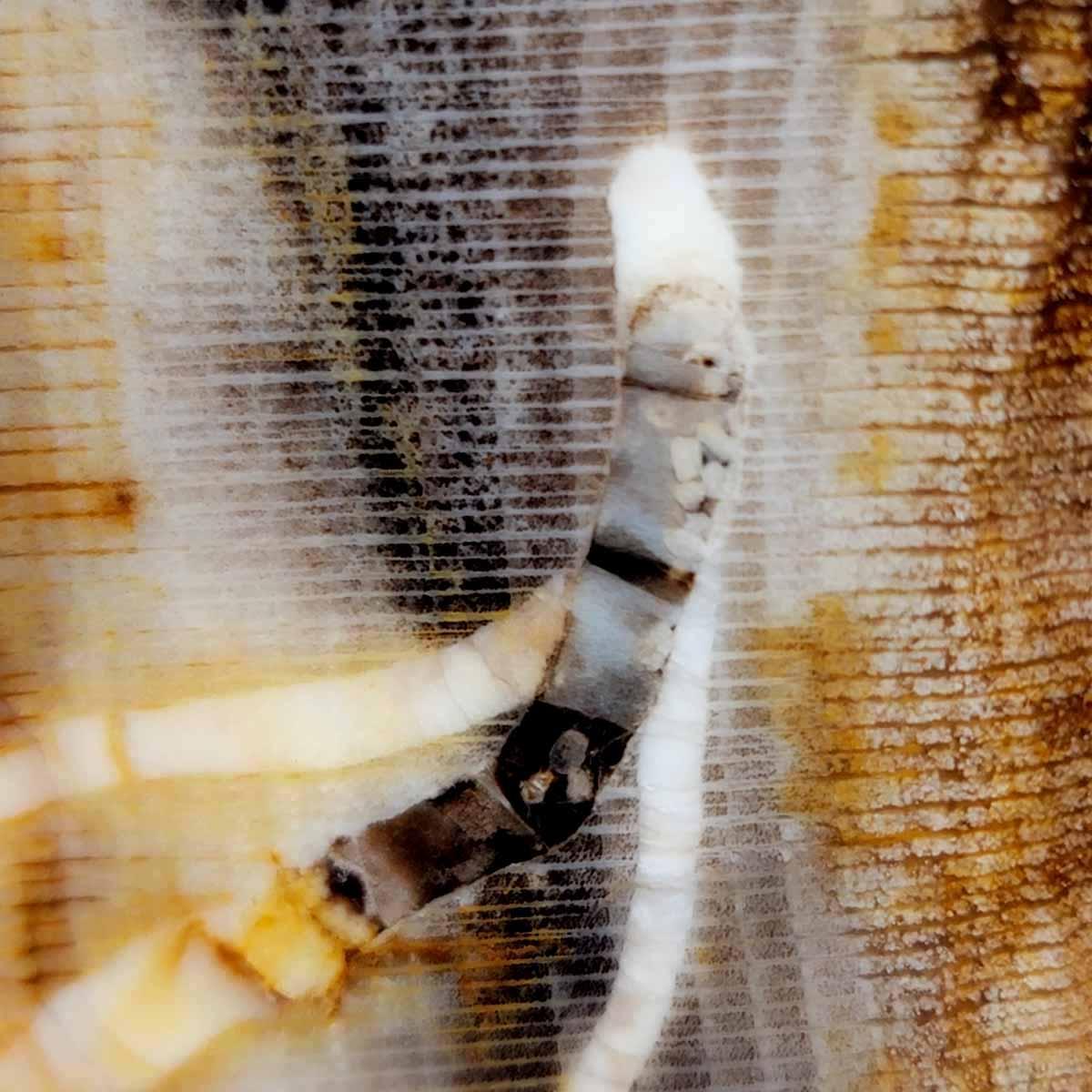RARE Wood Larvae Badger Pocket Sycamore Petrified Wood Lapidary Slab! - LapidaryCentral