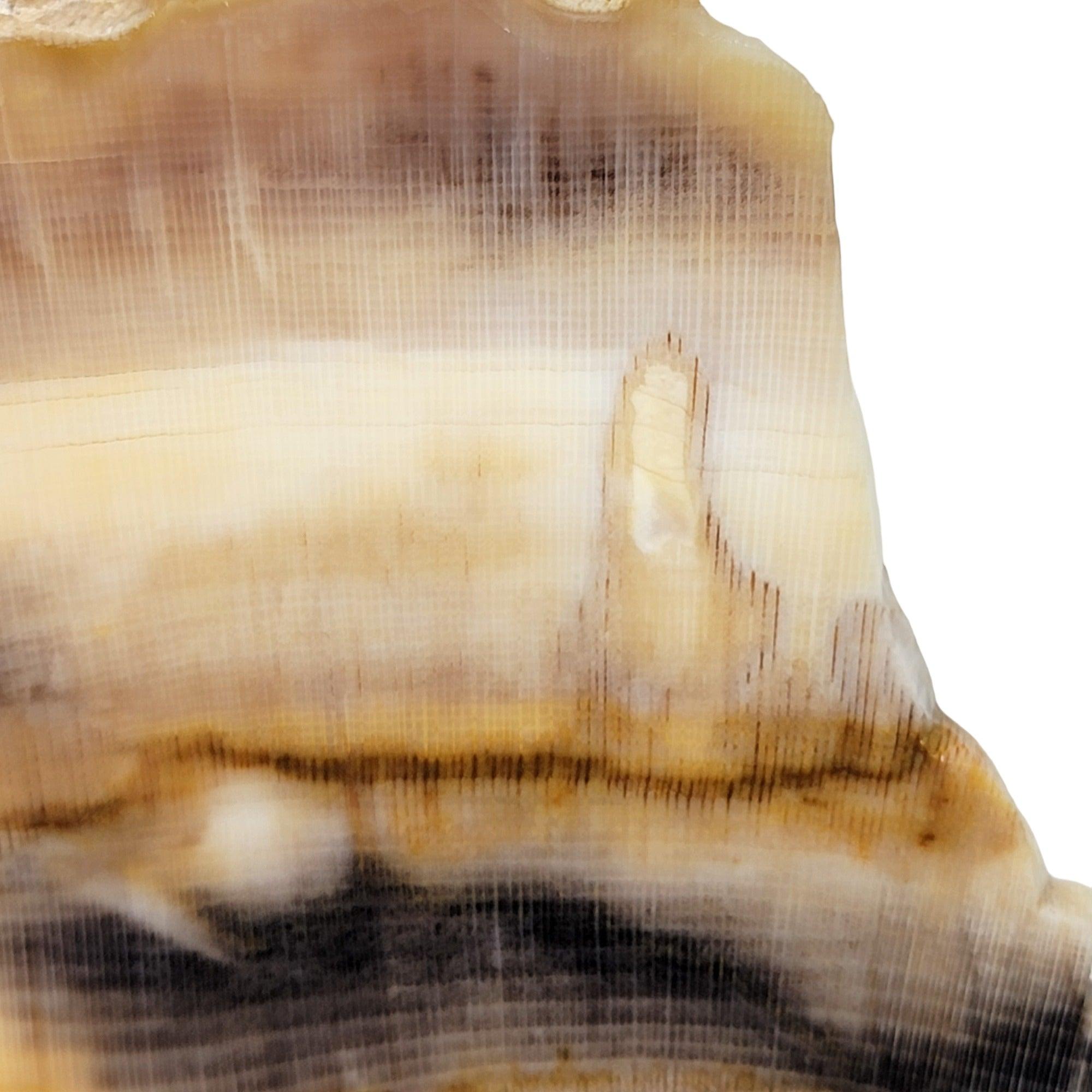 RARE Badger Pocket Petrified Wood Large Lapidary Slab! - Lapidary Central