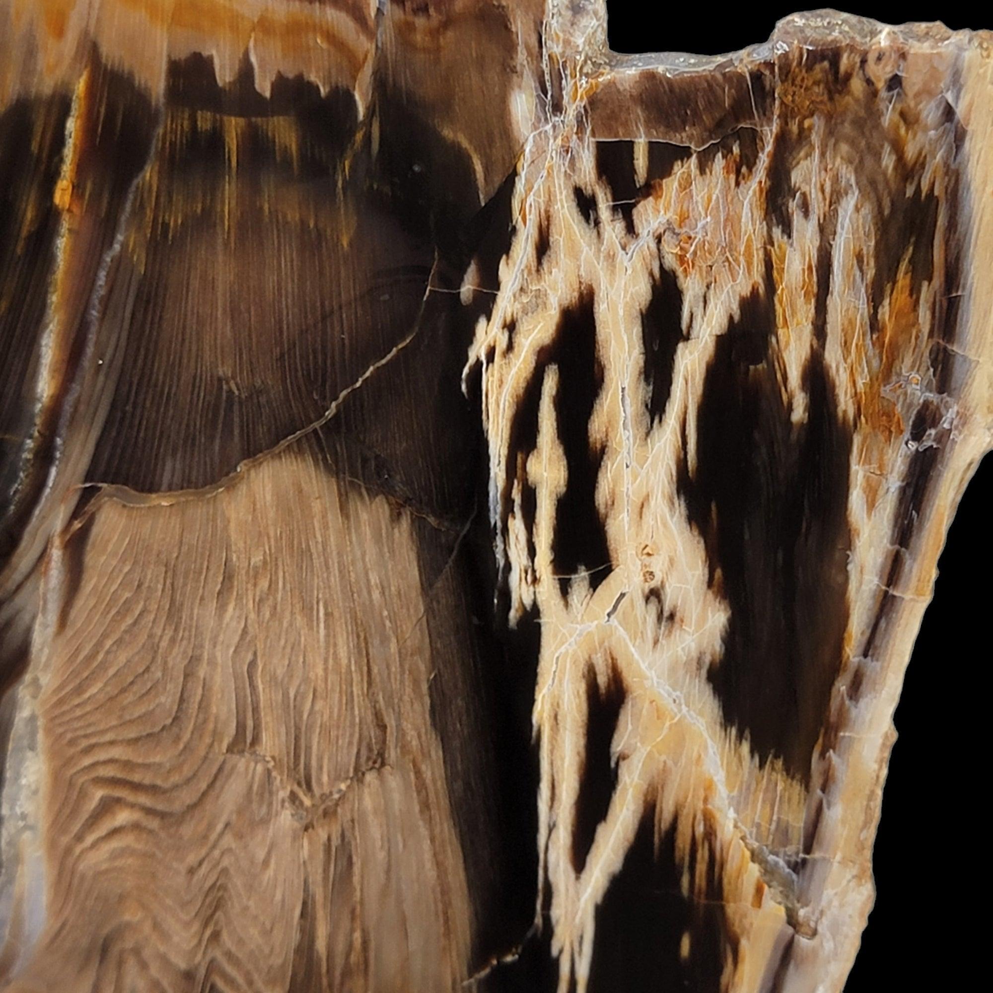 RARE Badger Pocket Petrified Wood Large Lapidary Slab! - LapidaryCentral