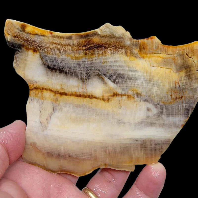 RARE Badger Pocket Petrified Wood Large Lapidary Slab! - LapidaryCentral
