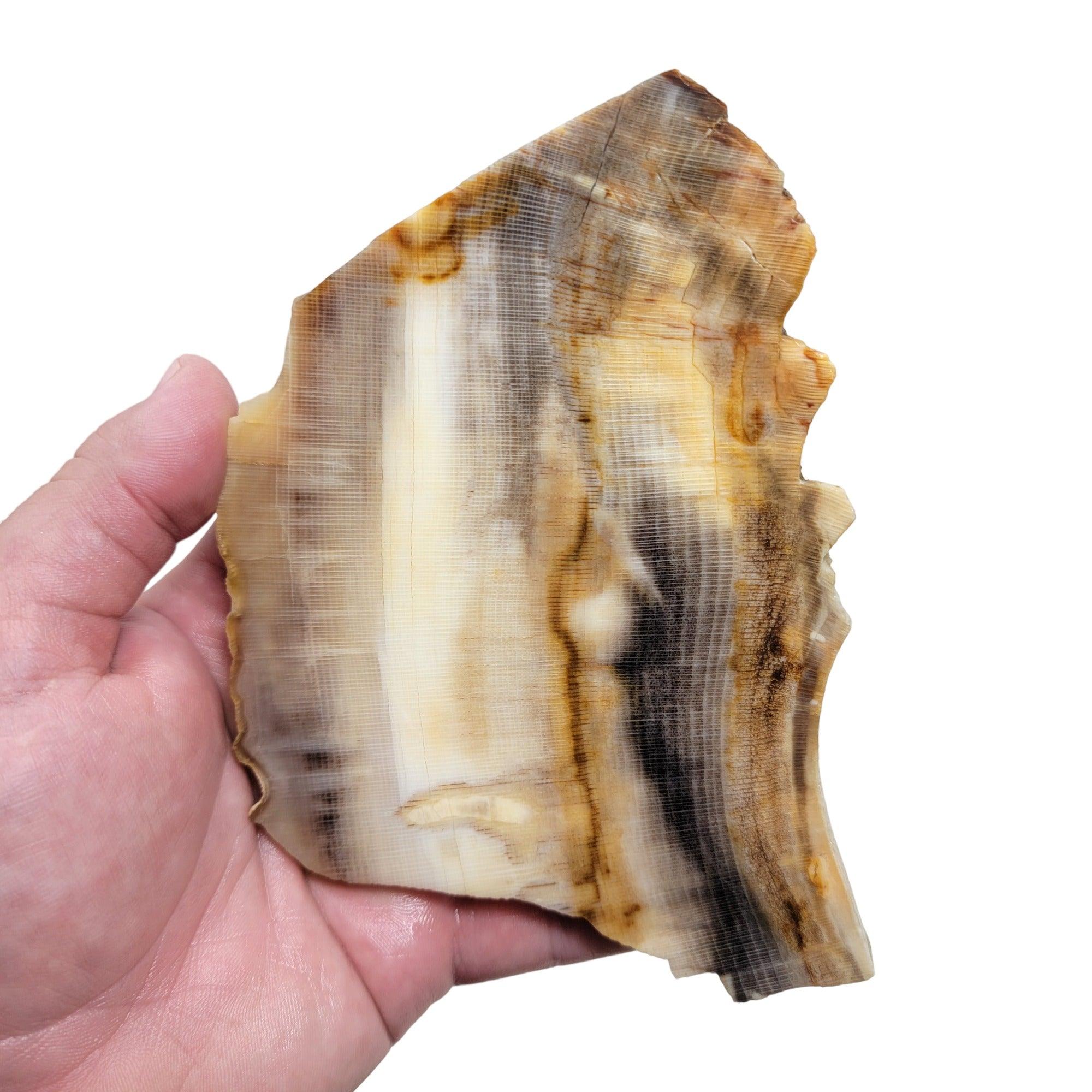 RARE Badger Pocket Petrified Wood Large Lapidary Slab! - Lapidary Central