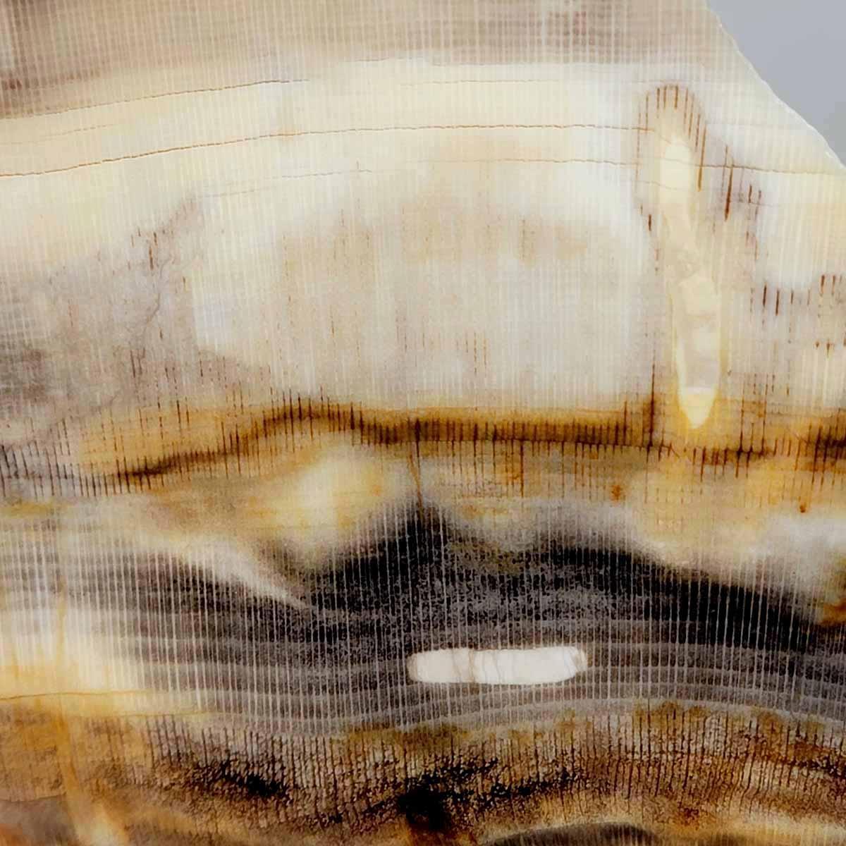 RARE Wood Larvae Badger Pocket Sycamore Petrified Wood Lapidary Slab! - LapidaryCentral