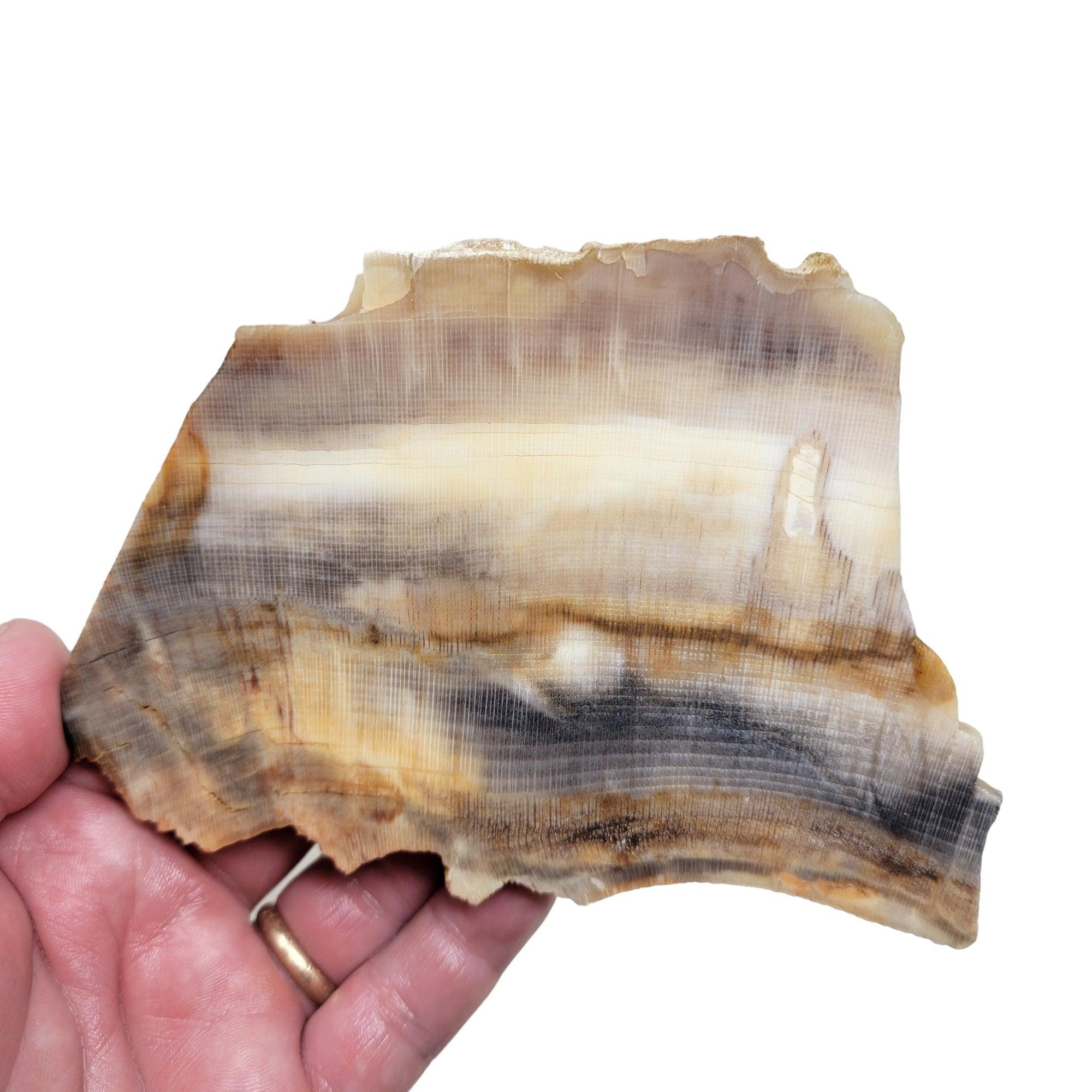 RARE Badger Pocket Petrified Wood Large Lapidary Slab! - Lapidary Central