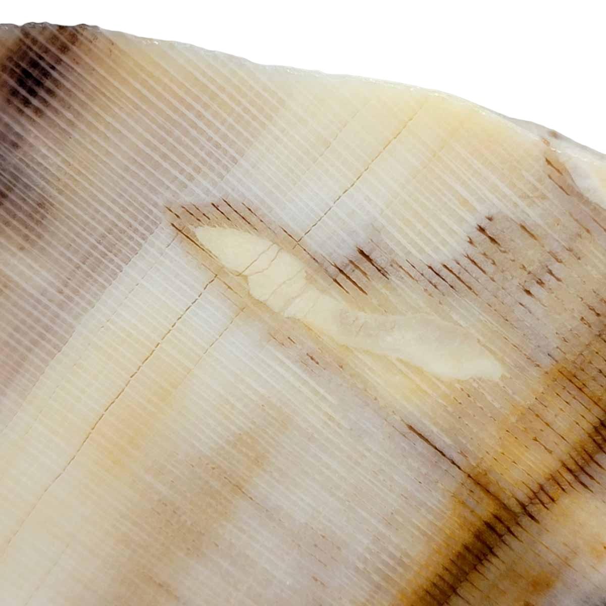RARE Wood Larvae Hole Badger Pocket Sycamore Petrified Wood Lapidary Slab! - Lapidary Central