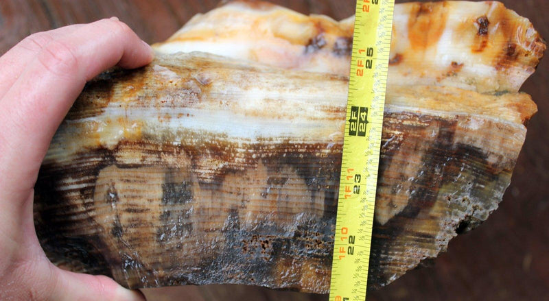 RARE Badger Pocket Petrified Wood Log! Opal Wood! - LapidaryCentral