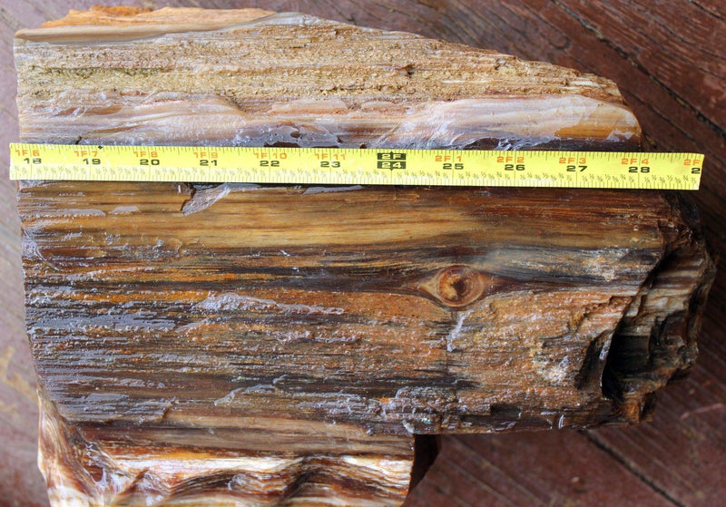 RARE Badger Pocket Petrified Wood Log! Opal Wood! - LapidaryCentral