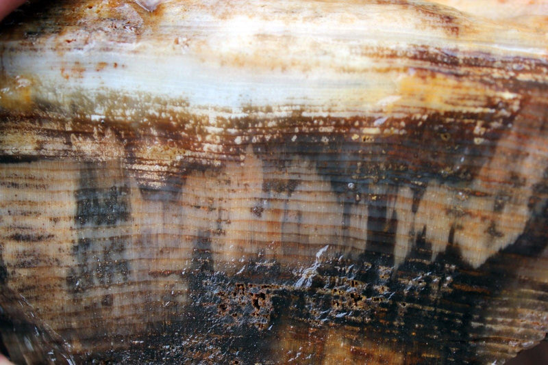 RARE Badger Pocket Petrified Wood Log! Opal Wood! - LapidaryCentral