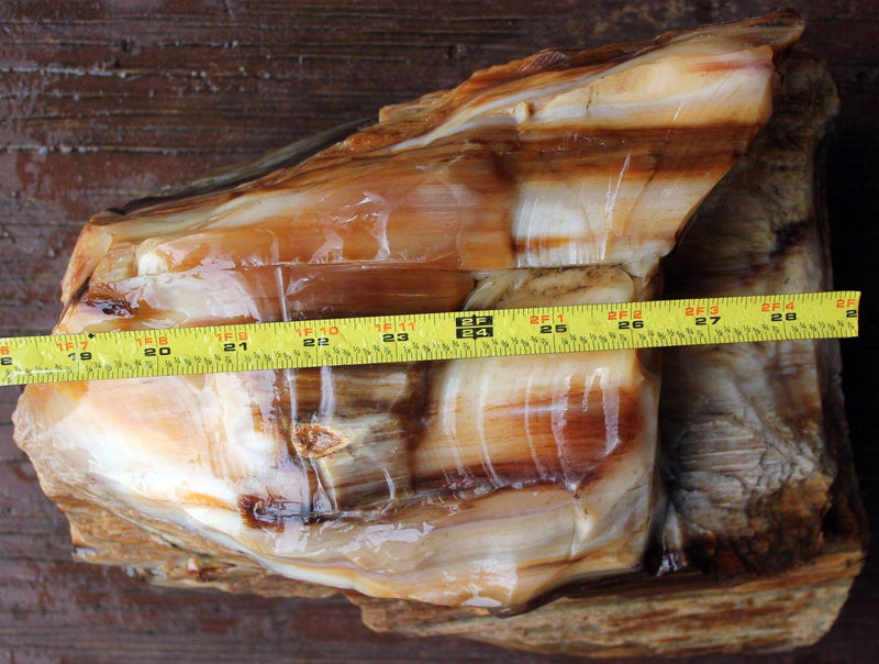 RARE Badger Pocket Petrified Wood Log! Opal Wood! - LapidaryCentral