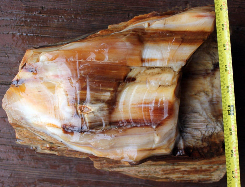RARE Badger Pocket Petrified Wood Log! Opal Wood! - LapidaryCentral