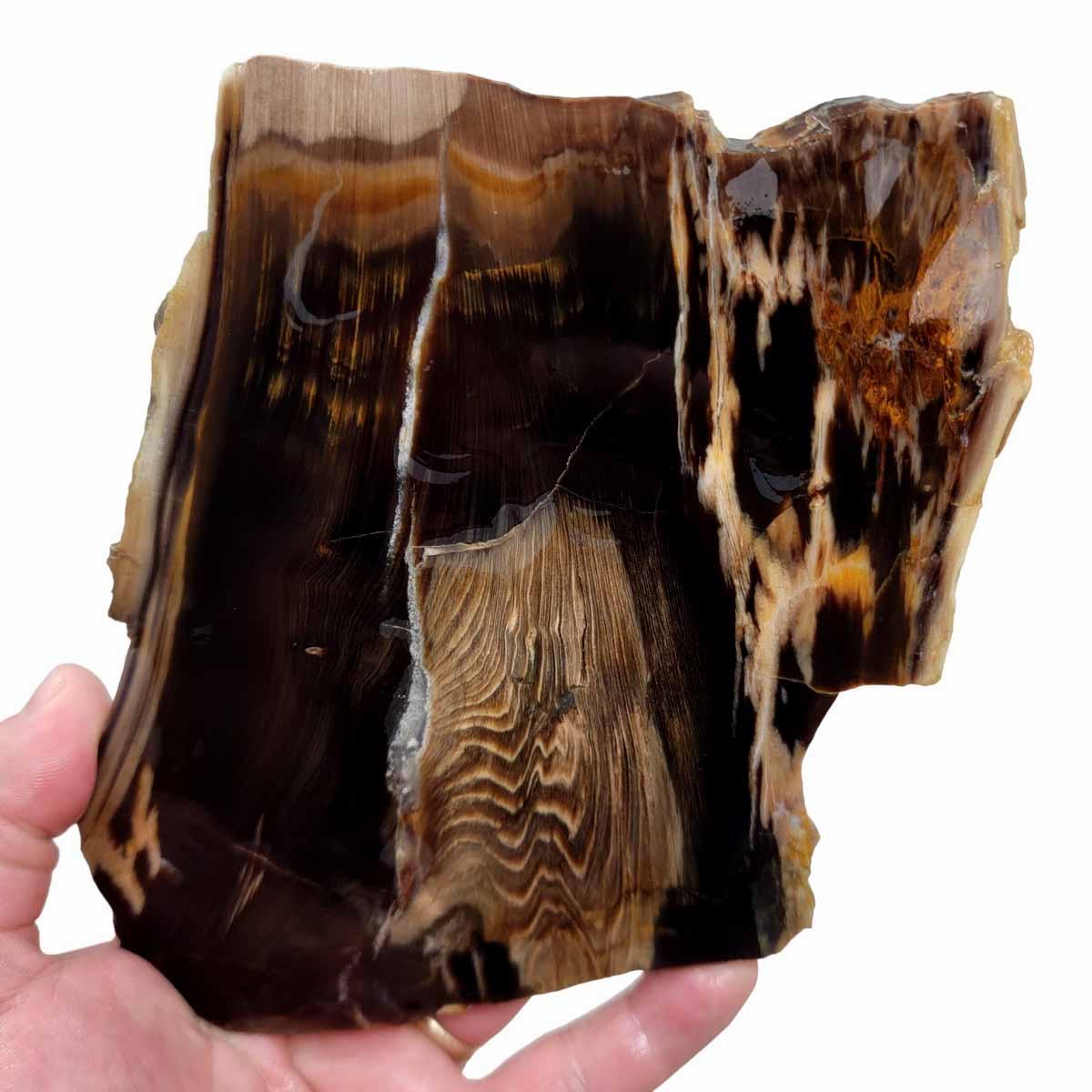 RARE Badger Pocket Petrified Wood Large Lapidary Slab! - Lapidary Central