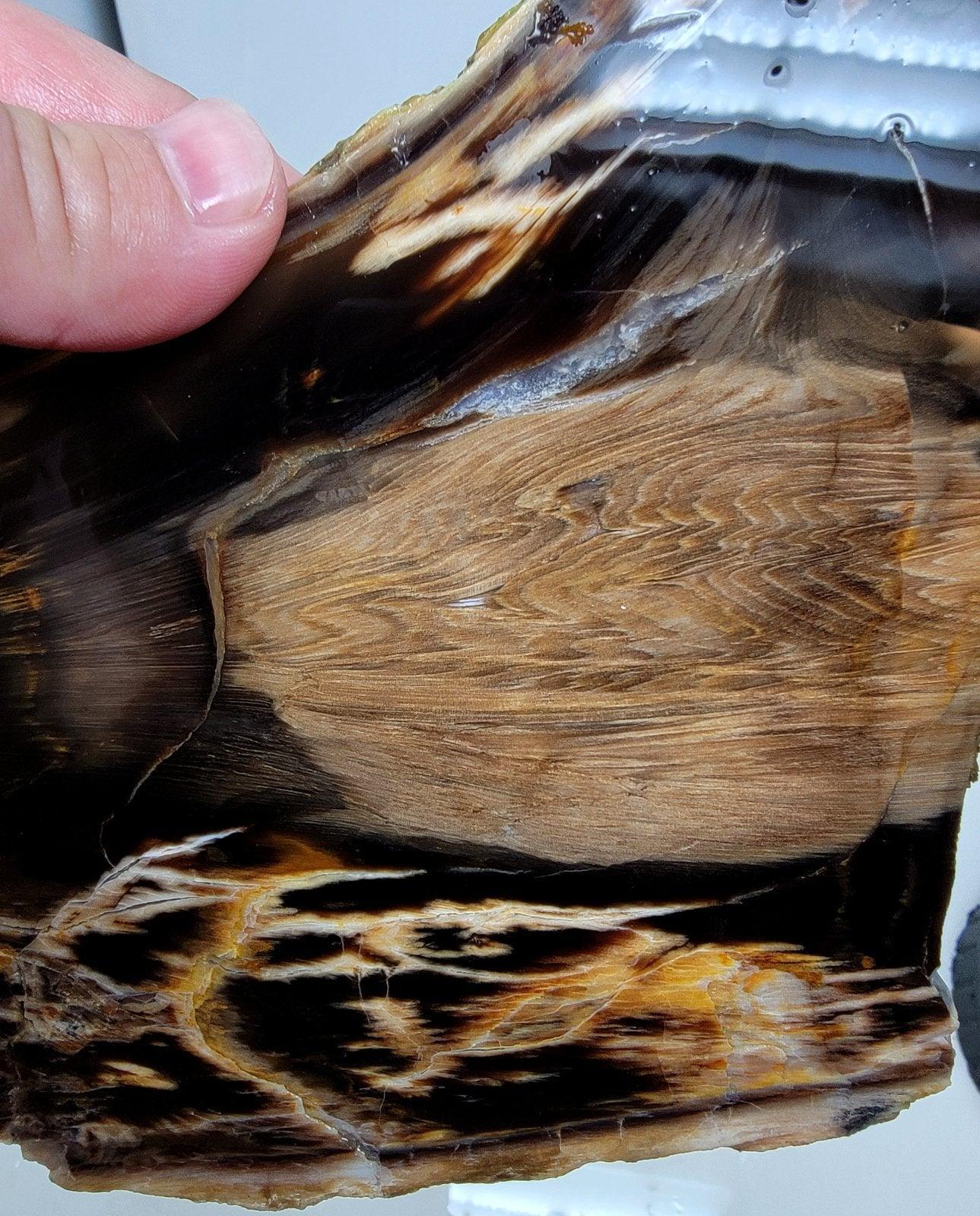RARE Badger Pocket Petrified Wood Large Lapidary Slab! - LapidaryCentral