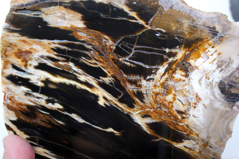 RARE Badger Pocket Petrified Wood Large Lapidary Slab! - LapidaryCentral