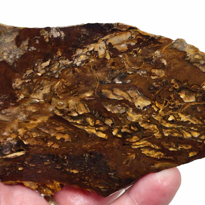 Old Stock Biggs Picture Jasper Slab! Lapidary Stone Slab! - Lapidary Central