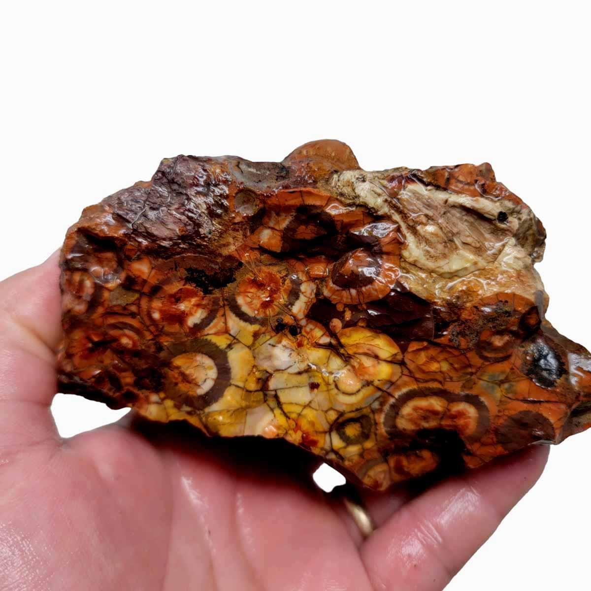 Old Stock Birdseye Rhyolite Rough Chunk! - LapidaryCentral