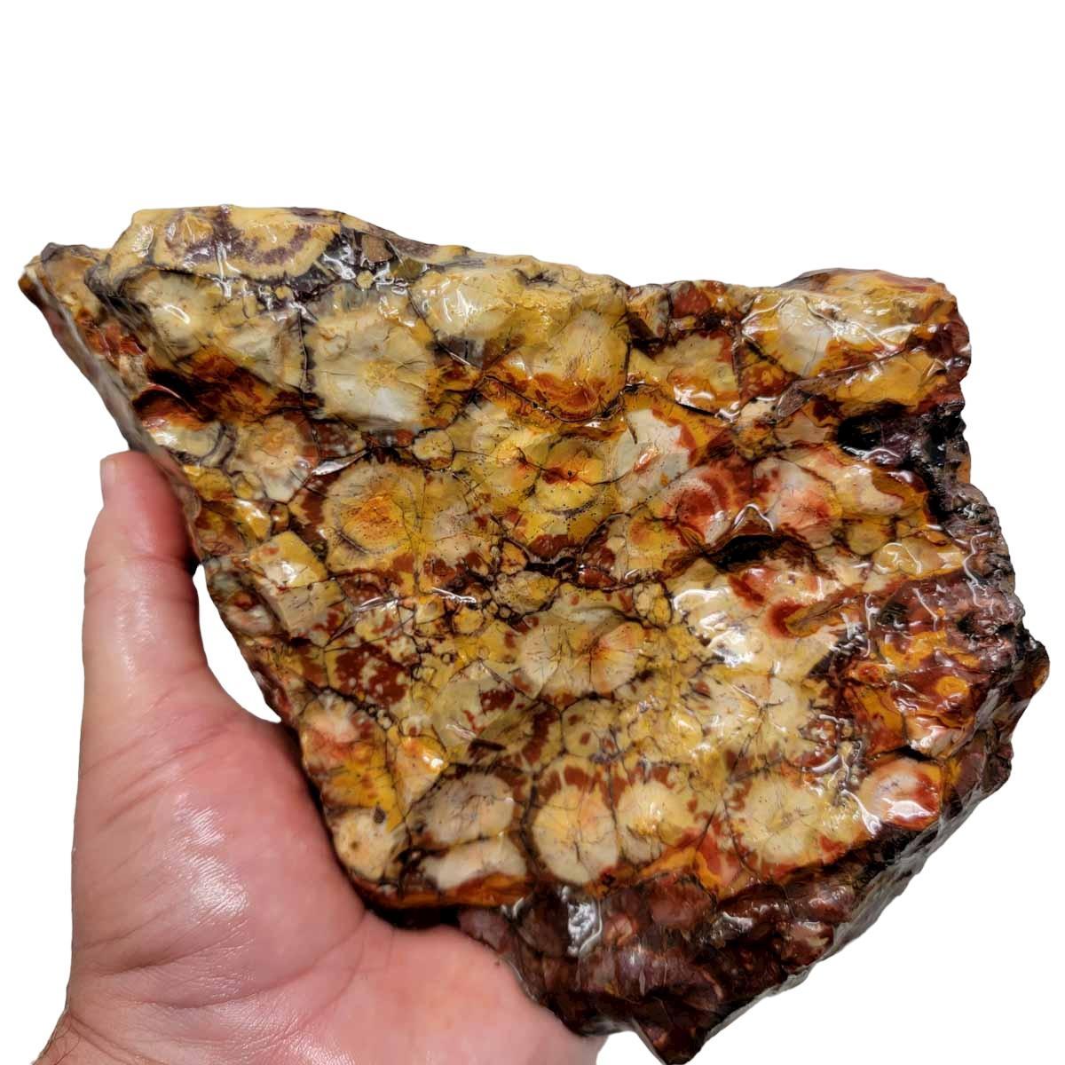 Old Stock Birdseye Rhyolite Rough Chunk! - LapidaryCentral