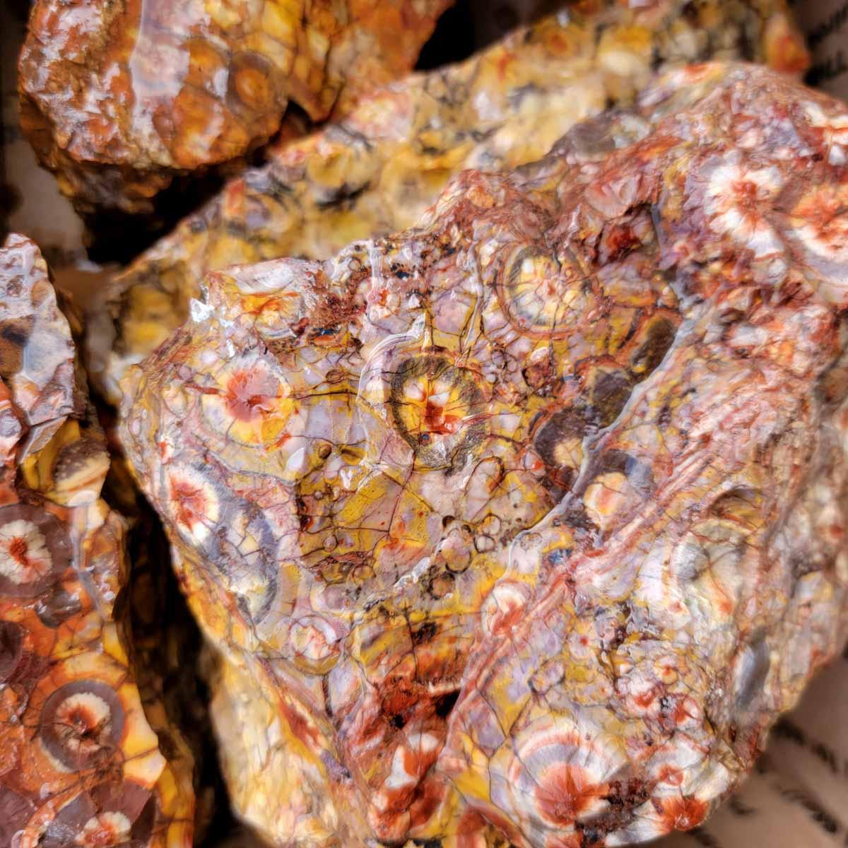 High Grade Birdseye Rhyolite Orbicular Cutting Rough Flatrate! - Lapidary Central