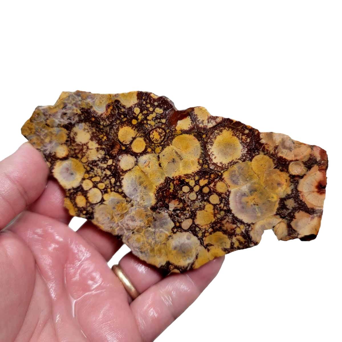 Birdseye Rhyolite Slab! Lapidary Stone Slab! - Lapidary Central