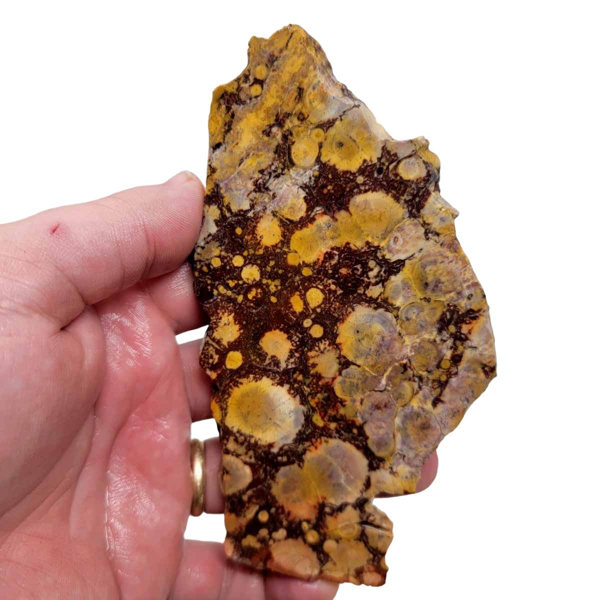 Birdseye Rhyolite Slab! Lapidary Stone Slab! - Lapidary Central