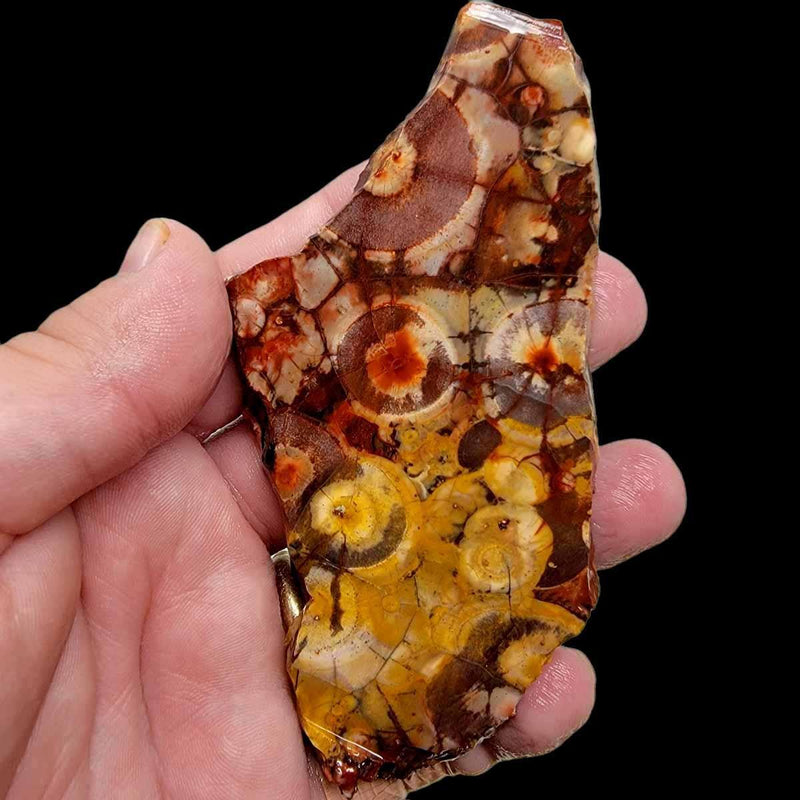 Birdseye Rhyolite Slab!  Lapidary Stone Slab! - LapidaryCentral