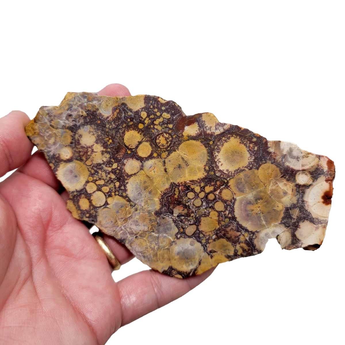 Birdseye Rhyolite Slab! Lapidary Stone Slab! - Lapidary Central