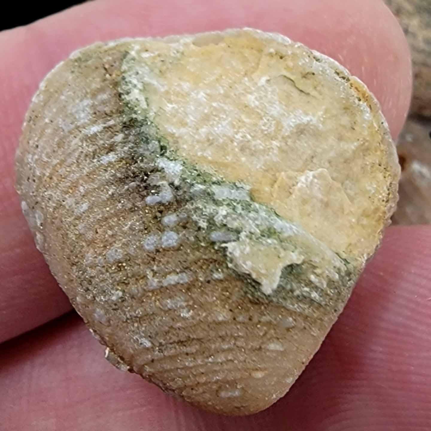 Agate Replaced Fossil Clam Eocene Fossil!  Mostly Laevastarte! - LapidaryCentral