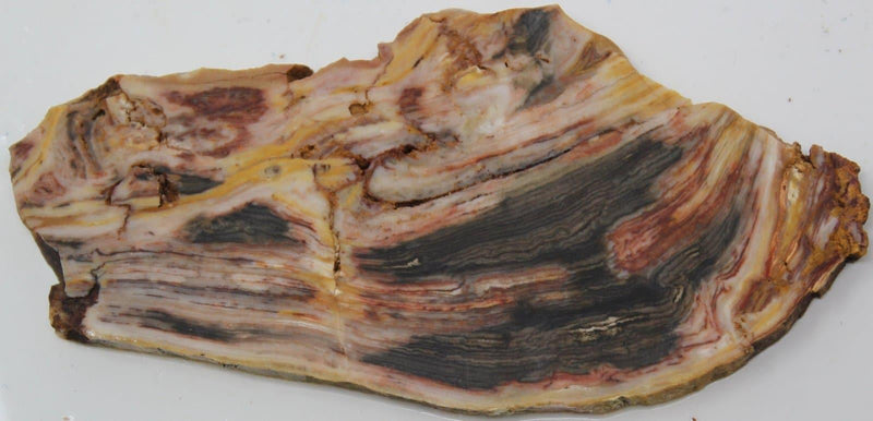 Caldera Jasper Red Gary Green Larsonite Bog Wood Jasper Slab! - LapidaryCentral