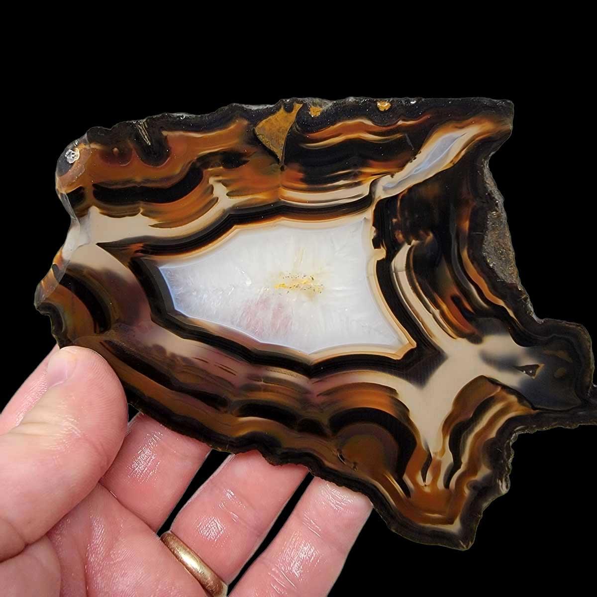 Brazilian Agate Piranha Agate Slab!  Lapidary Stone Slab! - LapidaryCentral