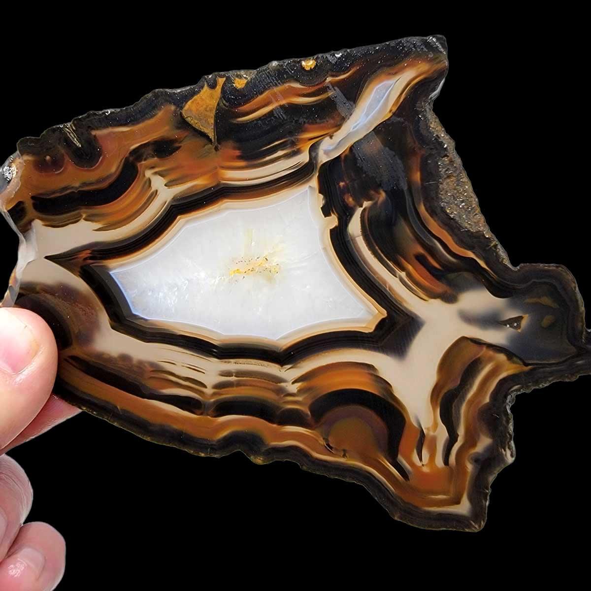 Brazilian Agate Piranha Agate Slab!  Lapidary Stone Slab! - LapidaryCentral