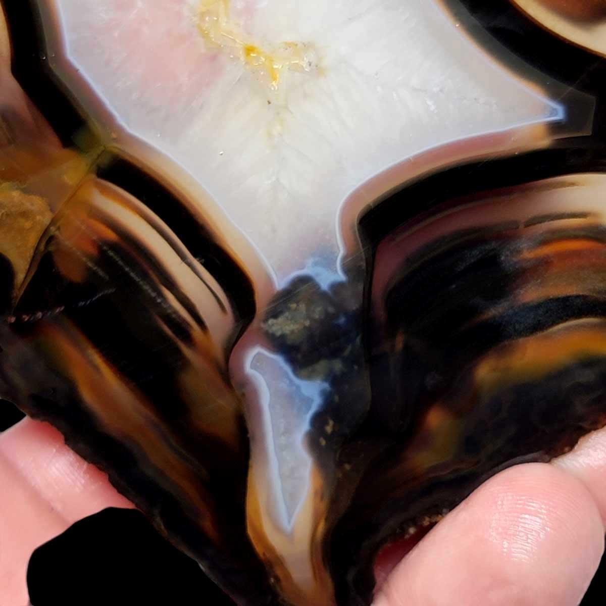 Brazilian Agate Piranha Agate Slab!  Lapidary Stone Slab! - LapidaryCentral