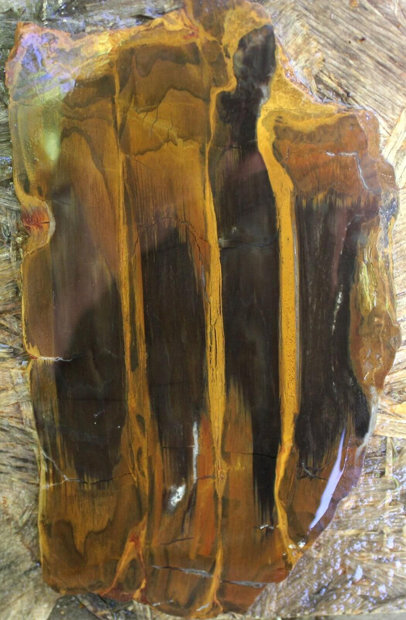 LARGE Mystery Estate Petrified Wood Slab! STUNNING!!!! - LapidaryCentral